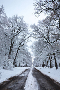 公园里美丽的冬季雪景