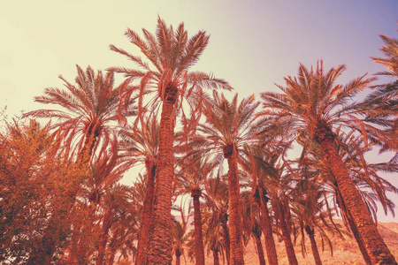 热带棕榈树对抗日落天空。 高大棕榈树的轮廓。 热带傍晚景观