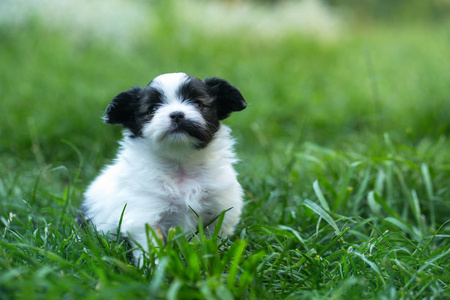 草地上的小可爱小狗