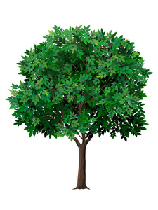 向量现实树与绿叶