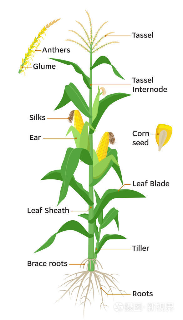 玉米植物图, 信息图元素与部分玉米植物, 花药, 流苏, 玉米耳朵, 球茎