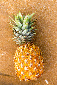 靠近海洋的金色沙滩上成熟的菠萝