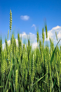小麦的幼穗生长在田间。 农业中收获谷物。
