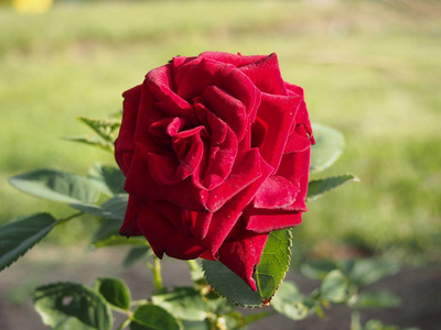 花园里盛开着美丽的红玫瑰。