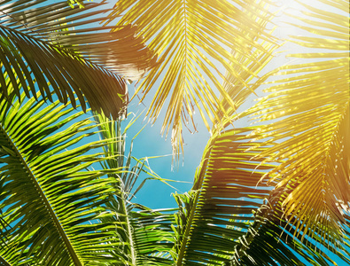 热带棕榈叶在蓝天上, 色调的照片