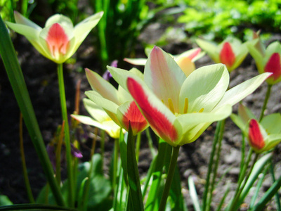 美丽的郁金香花束。 花园里生长着五颜六色的郁金香。 春天阳光下的郁金香。 花卉郁金香背景。