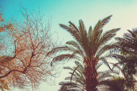 热带棕榈树对抗日落的天空。 高大棕榈树的轮廓。 热带夜景。 颜色梯度