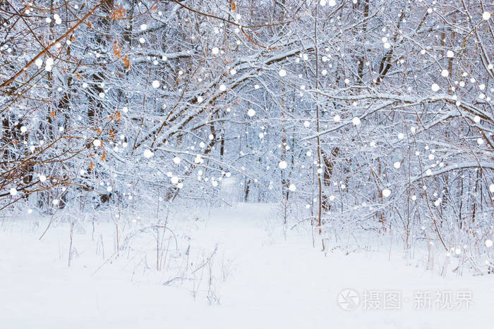 冬天的森林里下雪,树上有雪和霜
