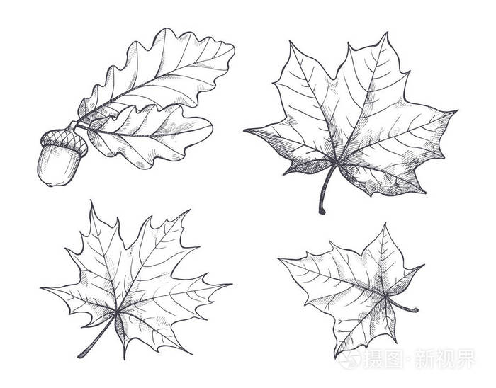 枫叶单色素描隔离向量