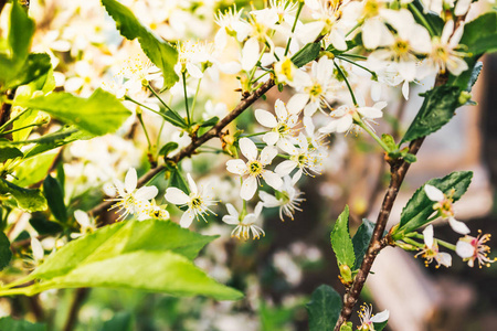 春天森林里苹果树的白花。 青年更新自然的氛围。