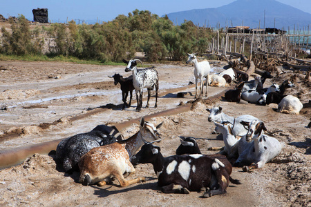 埃塞俄比亚达那基尔湖畔的一群山羊