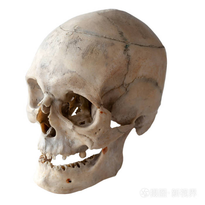 一个人的头骨的照片向左看,左边的光. 三个四分之一角