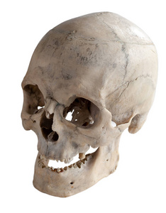 人类头骨的三个四分之一角。 无齿的人头骨。 孤立在白色上。