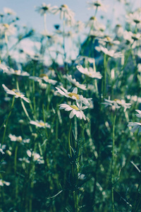 夏日草地上的雏菊花