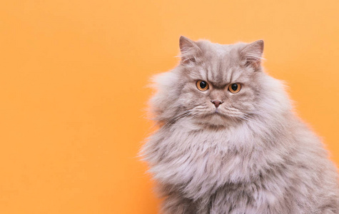 一只可爱的毛茸茸的宠物的肖像，一只橙色背景上的猫看着相机。 灰色成年猫孤立在橙色背景上。 共空间。 宠物概念。