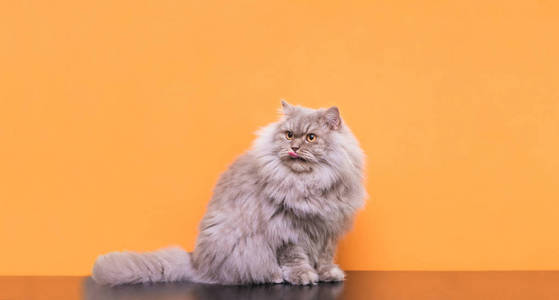 灰色的猫躺在橙色的背景上，抬头看着共空间。 宠物是孤立在橙色背景上的。 共空间宠物概念。