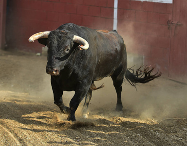 西班牙的牛黑色大角斗牛