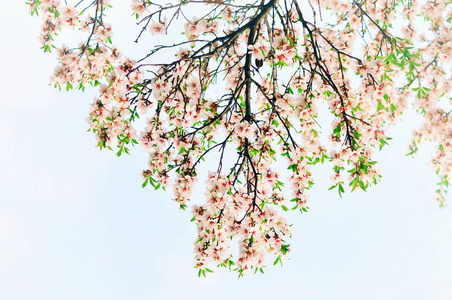 春天杏树美丽的嫩花。