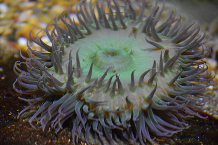 水族馆里的海葵