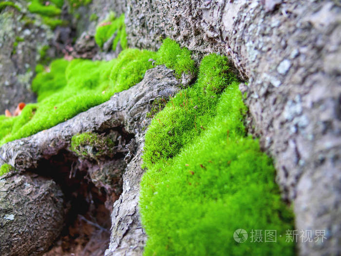 特写岩石上绿色蓬松苔藓的照片. 石头上有植物的自然背景.