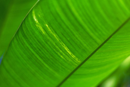 绿色明亮的棕榈叶，自然环保的背景和纹理