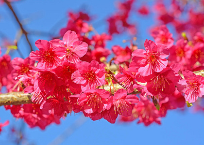 春天的樱花樱花