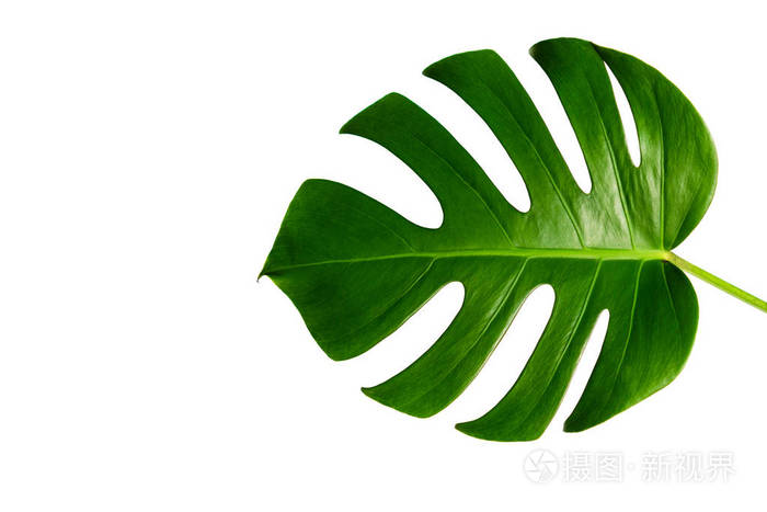 用裁剪路径在白色背景上隔离的一片叶子.