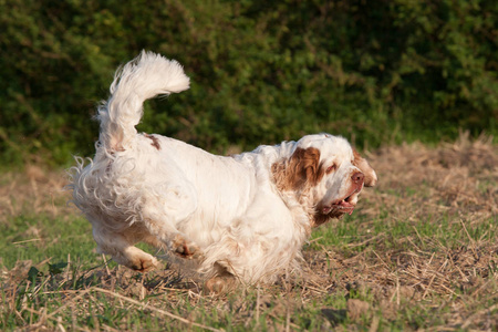 不错的Clumber Spaniel跑步