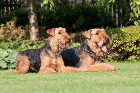 两个漂亮的拉威尔猎犬的肖像