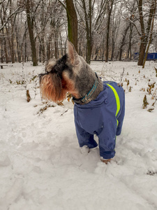 狗在雪地上散步