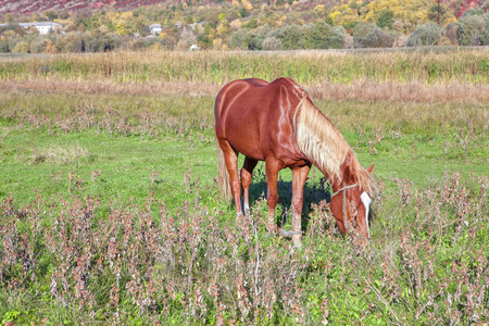乡村的夏日景象，马在牧场上