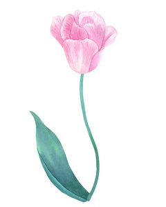 粉红色郁金香在茎上与绿叶的糊状颜色。 手绘水彩插图。 孤立在白色上。