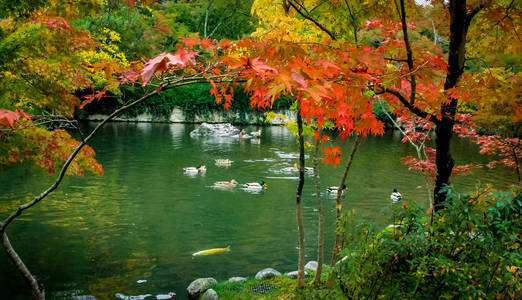 日本京都，湖中的鸭子和秋叶