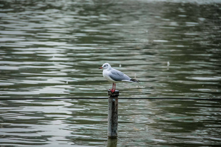 日本东京湖木柱上的海鸥