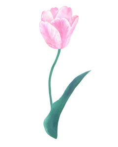 粉红色郁金香在茎上与绿叶的糊状颜色。 手绘水彩插图。 孤立在白色上。