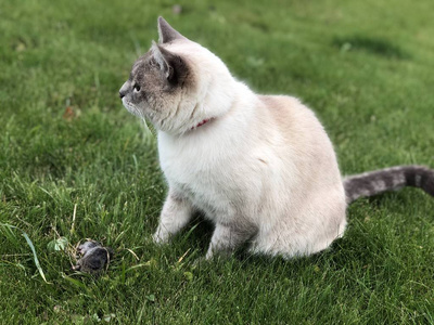 夏天，一只灰色的暹罗家猫在绿色的草坪上捉到一只老鼠