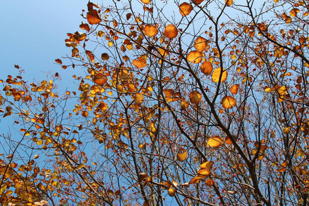 韩国蓝天上五颜六色的秋叶