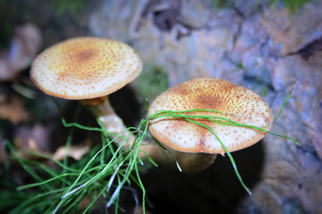 一组森林蘑菇，早蜜琼脂，晴天