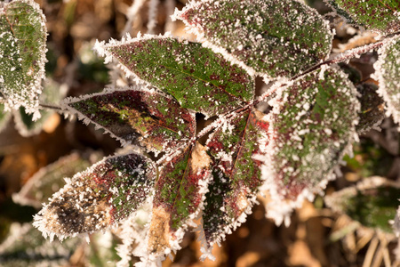 冬天红绿叶与冰的细节。 寒冷的冬季