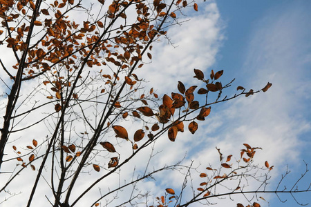 韩国蓝天上五颜六色的秋叶和艺术树枝
