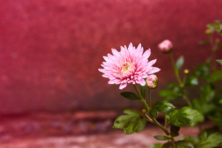 菊花作为背景特写。 粉红色和紫色菊花。 菊花壁纸。 花的背景。 选择性聚焦。