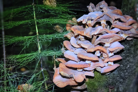 一组森林蘑菇，阳光明媚的一天，早期蜂蜜琼脂