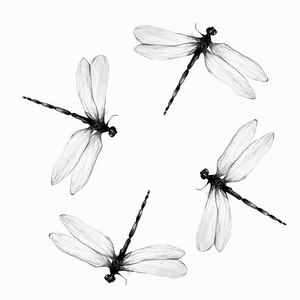 白色背景蜻蜓水彩画集