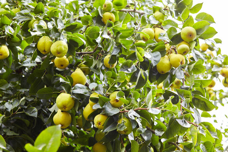 梨树枝上有大量新鲜多汁的梨。 自然环境中的有机梨。 夏天花园里梨的作物。 夏季水果。 秋收季节