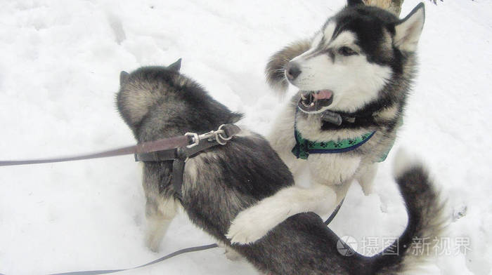 狗在散步和玩耍 冬天的树和松树在雪地里 乌克兰喀尔巴阡山.