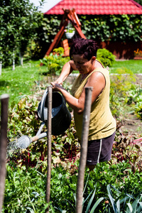 那个勤劳的女人在花园里给蔬菜浇水。成熟的家庭主妇努力种植粮食作物。促进后院农业。有机生态农场和园艺理念