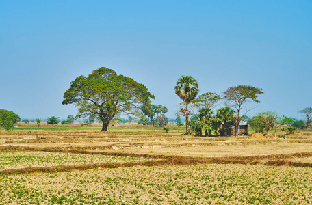 探索仰光郊区，享受热带自然，观看农业土地与阴影相思树和老村屋缅甸。