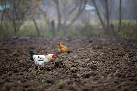 大，漂亮，美丽的白色和黑色公鸡在户外觅食，在阳光明媚的日子里，在模糊的彩色农村背景下，在犁地草地上觅食。 家禽鸡肉和鸡蛋的养殖