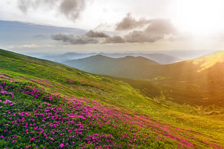 美丽的景色，粉红色杜鹃花盛开在山坡上，雾山，绿草如茵，喀尔巴阡山，远处有戏剧性的云彩。 自然概念的美。