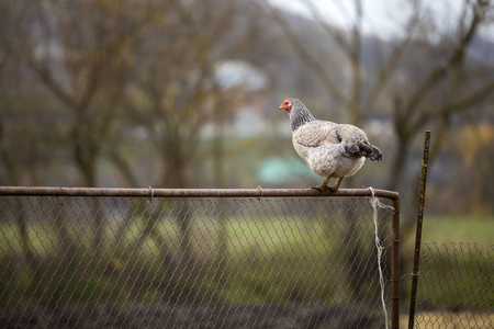 大白色和黑色漂亮的母鸡在明亮的晴天铁丝网上，模糊的彩色乡村景观复制空间背景。 养殖家禽鸡肉和鸡蛋生产健康食品的理念。